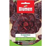 Semi Blumen Cicoria grumolo rosso