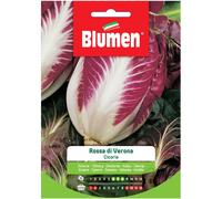 Semi Blumen Cicoria rossa di Verona 20 g