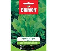 Semi Blumen Cicoria Spadona da taglio