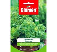 Semi Blumen Cima di rapa Quarantina