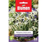 Semi Blumen Edelweiss o stella alpina