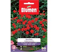 Semi Blumen Garofano chabaud bianco screziato