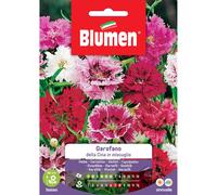 Semi Blumen Garofano della cina in miscuglio