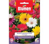 Semi Blumen Gerbera jamesonii in miscuglio