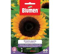 Semi Blumen girasole gigante Bellezza d`autunno