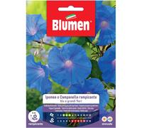 Semi Blumen Ipomea o campanella rampicante blu