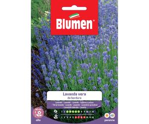 Semi Blumen lavanda da bordura