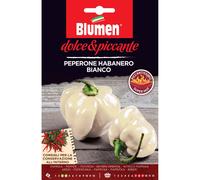 Semi Blumen peperone Habanero Bianco