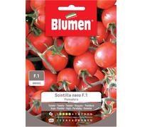 Semi Blumen Pomodoro Scintilla nano f.1
