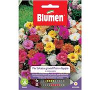 Semi Blumen Portulaca Grandiflora doppia in miscuglio