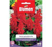 Semi Blumen Salvia splendida alta