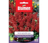 Semi Blumen Salvia splendida nana