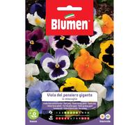 Semi Blumen viola del pensiero gigante in miscuglio