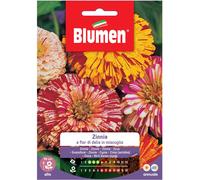 Semi Blumen Zinnia a fior di dalia in miscuglio