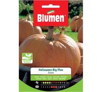 Semi Blumen Zucca di Halloween