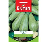 Semi Blumen Zucchino bolognese