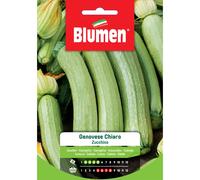 Semi Blumen Zucchino genovese chiaro