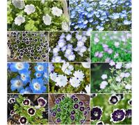 semi bosco - giardino giardino balcone prato semi coperto perenne resistente resistente in 700pcs