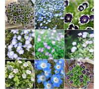 semi bosco - semi per letti elevati del balcone del prato di perenne resistenti resistenti balcone 250pcs