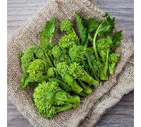 Semi BROCCOLETTI O CIME DI RAPA SESSANTINA In Busta Ermetica MADE IN ITALY Qualità superiore con 95% di germogliazione con istruzioni