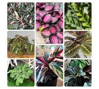 semi Calathea - giardino giardini rocciosi giardino ufficio balcone copertura 500pcs