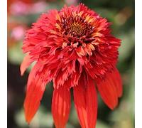 semi cappello per il sole tagliate perenne decorazioni da giardino per esterni balcone, perenne resistenti balcone con parterre roccia resistenti 30pcs