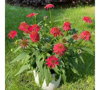 semi cappello sole equinaceo estate balcone primavera letto elevato giardino selvatico, semina autunno, primavera perenne serrature balcone 350pcs