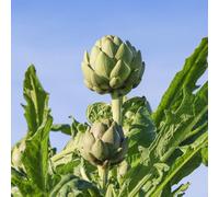 semi Carciofo - Cynara scolymus balcone resistenti Aiuole rialzate per il giardino interno d'appartamento vaso, resistenti 35pcs