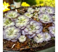 Semi carnivori di Pinguicola - resistenti in vaso da esterno per gli amanti del giardino decorative da ufficio appartamento facili curare balcone prodotti 200pcs