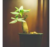 semi castagno della fortuna - da giardino per uomini, interni le rocce giardino sono resistenti resistenti balcone, 8pcs