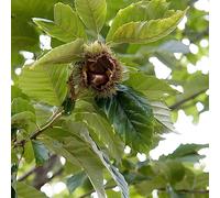 semi castagno dolci medicinali balcone letti elevati giardino bonsái interno inverno rocce 9pcs