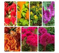 semi Celosia - resistenti copertura terreno vaso per vaso selvatici balcone autunnali selvatiche 300pcs