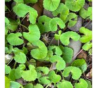 Semi Centella asiatica - giardino balcone giardino balcone decorazione esotica 500pcs