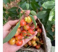 semi cerezzo ciliegio ornamentale colonnare Aiuole rialzate giardino interno vaso ciliegia vaso 250pcs