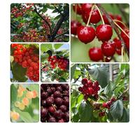 semi cerezzo giardino decorazione balcone colonnari ciliegio colonnare ciliegia dolce vaso 100pcs