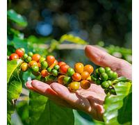 semi chicchi cucina cucina giardino interni selvatici decorazione balcone resistenti resistenti ufficio 50pcs