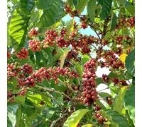 semi chicchi di medicinali selvatici da cucina giardino interni interni esotici resistenti cucina giardino balcone resistenti 50pcs