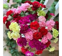 Semi chiodi di garofano - balcone serra selvatici giardino interni semi selvatici balcone giardino resistenti acquistare decorazione 130pcs