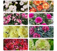 Semi chiodi di garofano - giardino interni semi di primavera selvatici balcone giardino decorazione balcone decorativo, 350pcs