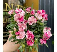 semi chiodi di garofano giardino resistenti vaso selvatici balcone ornamentale 150pcs