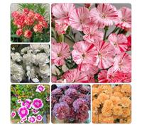 Semi chiodi di garofano - selvaggio, autunno, balcone serra selvaggio balcone resistenti tagliati acquistare semi giardino 450pcs