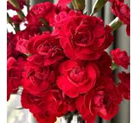 semi chiodi di garofano selvatiche vaso giardino interno semi resistenti balcone, 80pcs