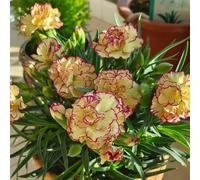 semi chiodi di garofano vaso giardino decorazioni giardino esterni semi resistenti selvatici balcone 500pcs