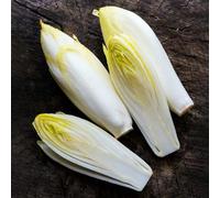 semi cicoria medicinali invernali decorazione balconi giardino interni resistenti interni esotici Letti elevati per 550pcs