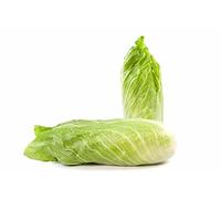Semi Cicoria Pan di Zucchero Franchi Sementi 10g