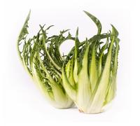 Semi CICORIA PUNTARELLE In Busta Ermetica MADE IN ITALY Qualità superiore con 95% di germogliazione con istruzioni