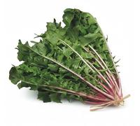 Semi Cicoria Selvatica da Campo 6g | Cicoria Rustica e Resistente | Semi Alta Germinazione | Ideali per Orto, Vaso e Giardino | Raccolto Naturale e Abbondante | Multiseme