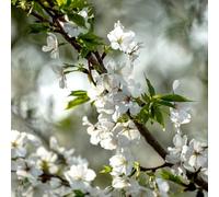 semi ciliegio ornamentali autunnale, giardino che amano l'ombra, resistenti balcone 220pcs