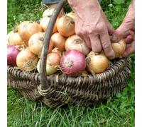 semi cipolla resistenti Letti elevati per giardino bonsái interni invernali esotici selvatici balcone letti elevati 50pcs