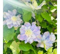 semi clematide - Balcone con parterre ufficio giardino all'inverno giardino che preferiscono l'ombra, 40pcs